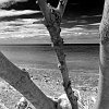 Ahrenshoop_004_sw