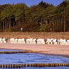 zingst_strand_010