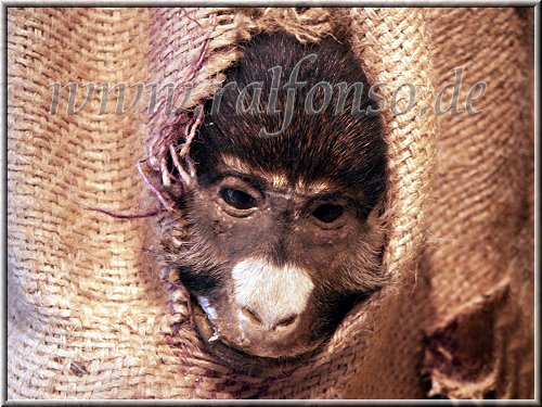 Der traurige Affe Der traurige Affe