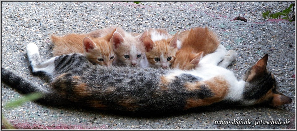 Katzenfamilie auf Korfu